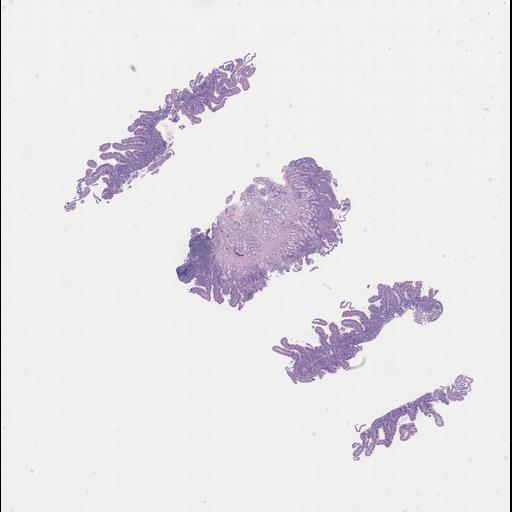  NCBI Organism:Homo sapiens, ; Biological process:;