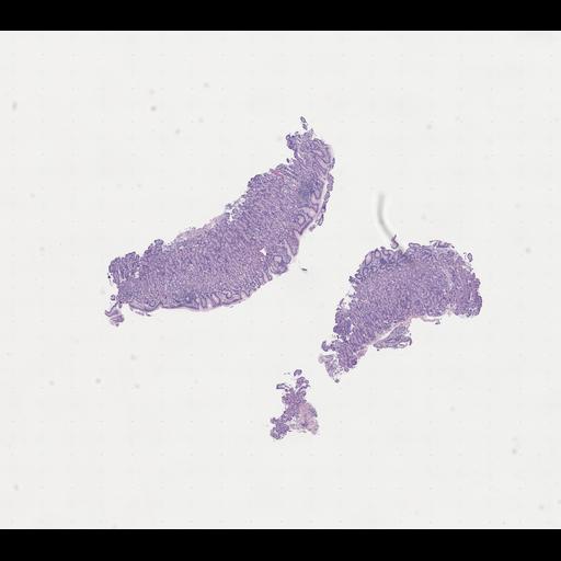  NCBI Organism:Homo sapiens, ; Biological process:;