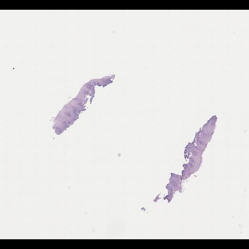  NCBI Organism:Homo sapiens, ; Biological process:;