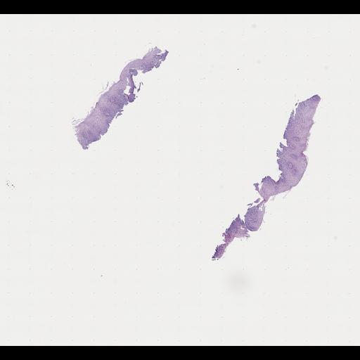  NCBI Organism:Homo sapiens, ; Biological process:;