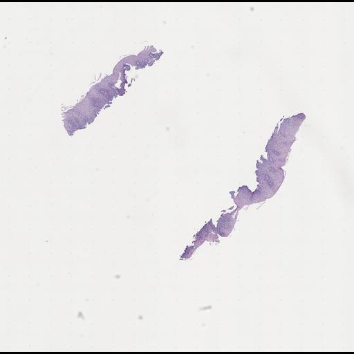  NCBI Organism:Homo sapiens, ; Biological process:;