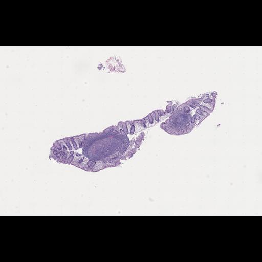  NCBI Organism:Homo sapiens, ; Biological process:;