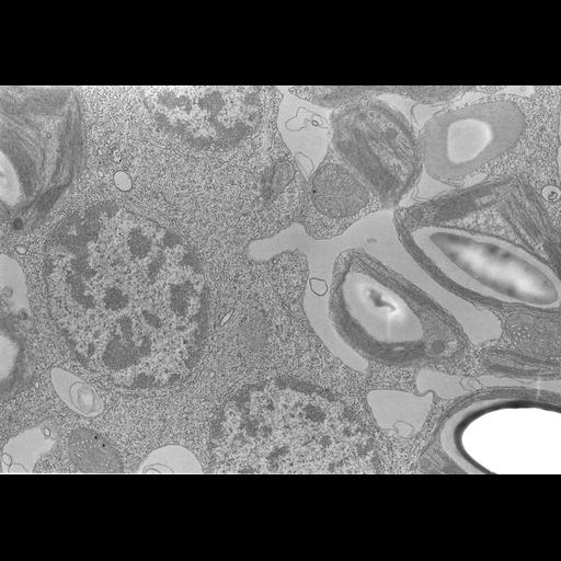  Cell Types:gamete Cell Components:nucleus, chloroplast, plastid thylakoid membrane, chloroplast starch grain; Biological process:gamete generation