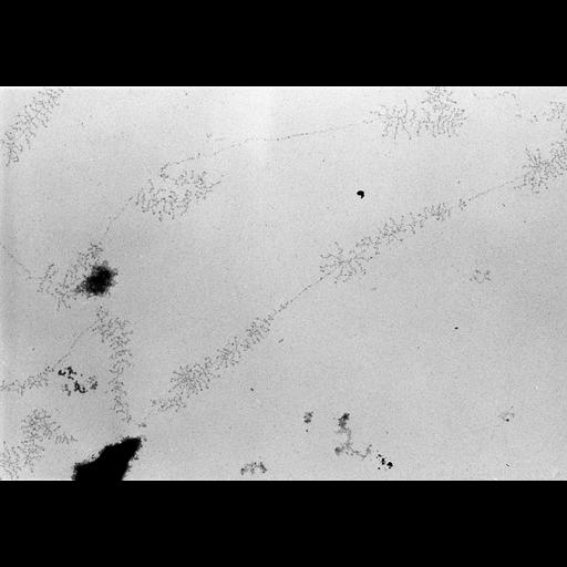  NCBI Organism:Notophthalmus viridescens; Cell Types:oocyte Cell Components:nuclear chromosome Biological process:, RNA metabolic process;