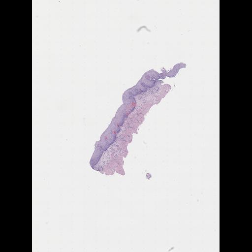  NCBI Organism:Homo sapiens, ; Biological process:;