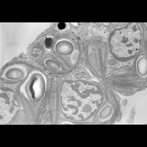  Cell Types:gamete Cell Components:nucleus, chloroplast, plastid thylakoid membrane, chloroplast starch grain; Biological process:gamete generation