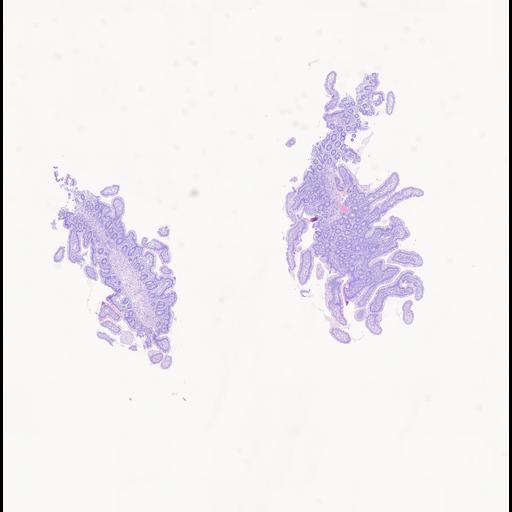  NCBI Organism:Homo sapiens, ; Biological process:;