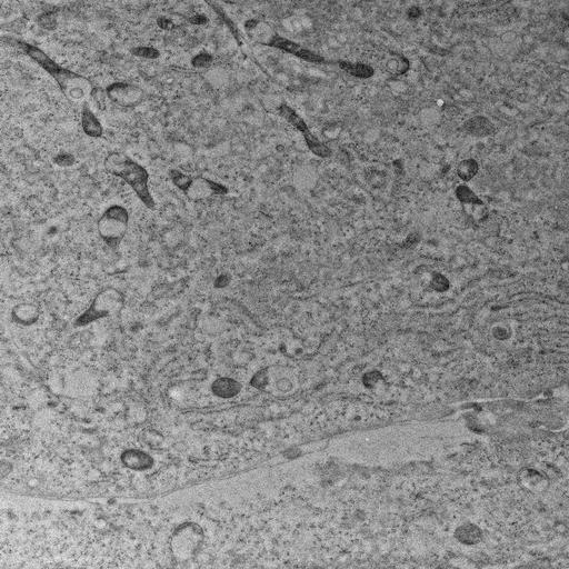  NCBI Organism:, ; Cell Types:; Cell Components:; Biological process:;