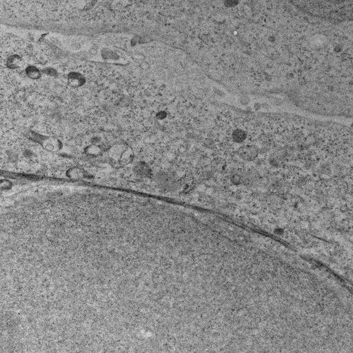  NCBI Organism:, ; Cell Types:; Cell Components:; Biological process:;