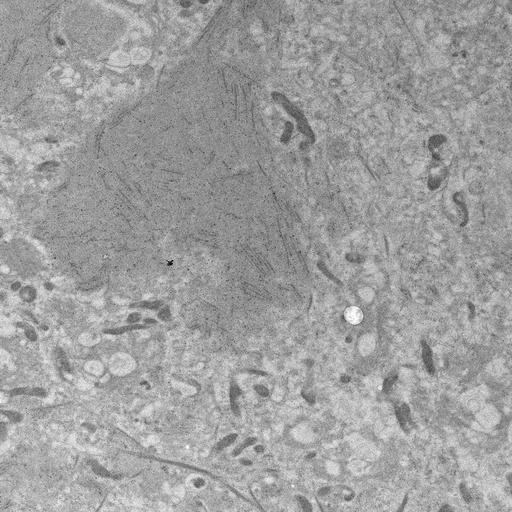  NCBI Organism:, ; Cell Types:; Cell Components:;