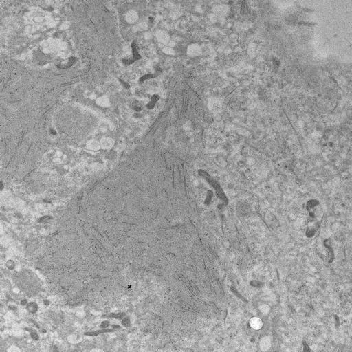  NCBI Organism:, ; Cell Types:; Cell Components:;