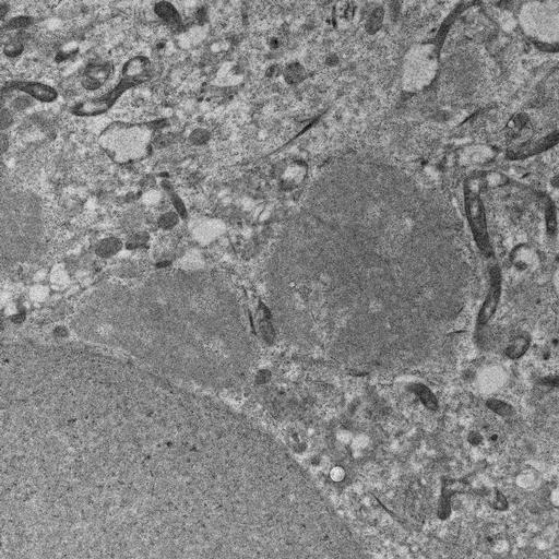  NCBI Organism:, ; Cell Types:; Cell Components:;