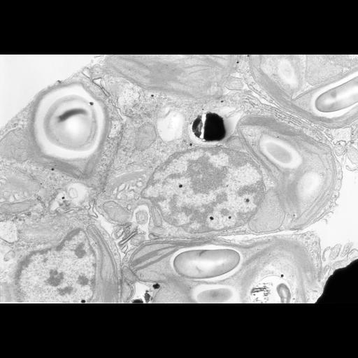  Cell Types:gamete Cell Components:nucleus, chloroplast, plastid thylakoid membrane, chloroplast starch grain; Biological process:gamete generation