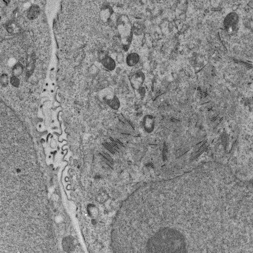  NCBI Organism:, ; Cell Types:; Cell Components:;