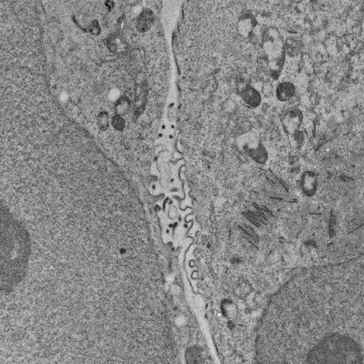  NCBI Organism:, ; Cell Types:; Cell Components:;