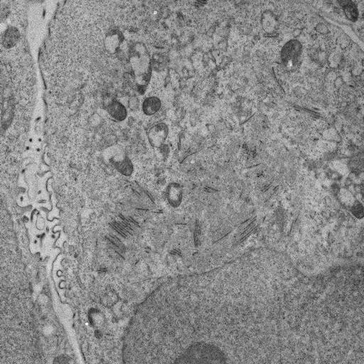  NCBI Organism:, ; Cell Types:; Cell Components:;