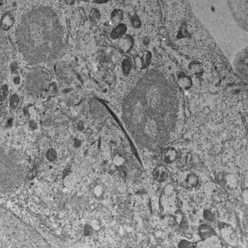  NCBI Organism:, ; Cell Types:; Cell Components:;