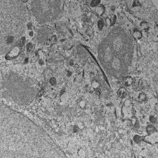  NCBI Organism:, ; Cell Types:; Cell Components:;