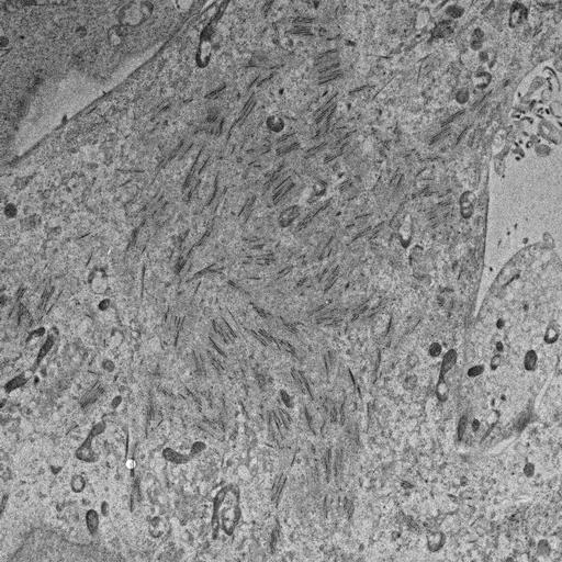  NCBI Organism:, ; Cell Types:; Cell Components:;