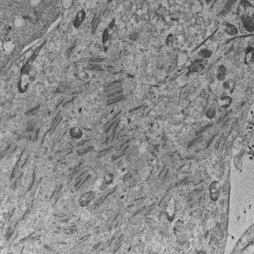  NCBI Organism:, ; Cell Types:; Cell Components:;