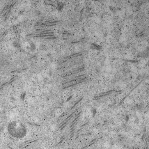  NCBI Organism:, ; Cell Types:; Cell Components:;