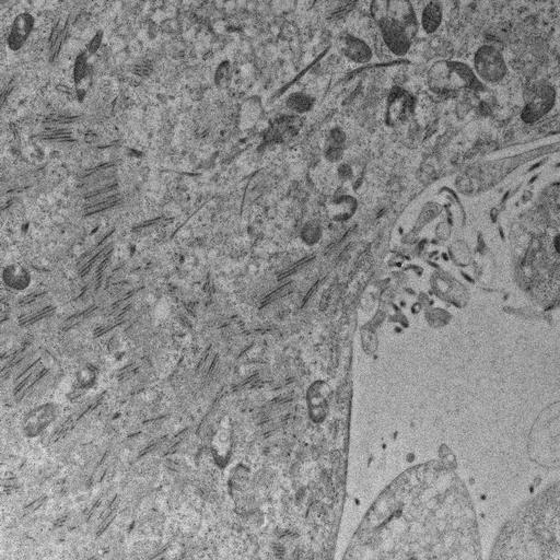  NCBI Organism:, ; Cell Types:; Cell Components:;