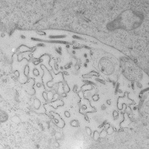  NCBI Organism:, ; Cell Types:; Cell Components:;