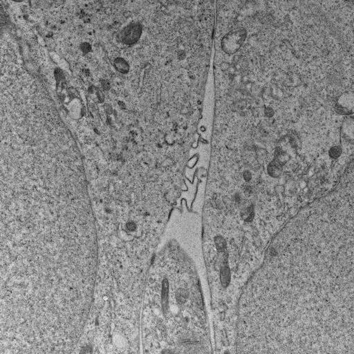  NCBI Organism:, ; Cell Types:; Cell Components:;