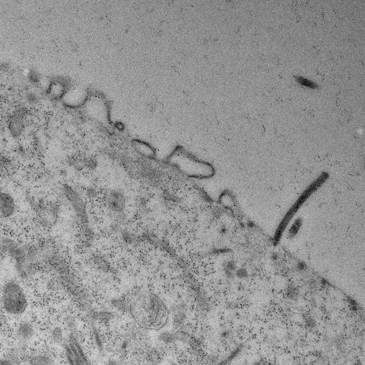  NCBI Organism:, ; Cell Types:; Cell Components:;