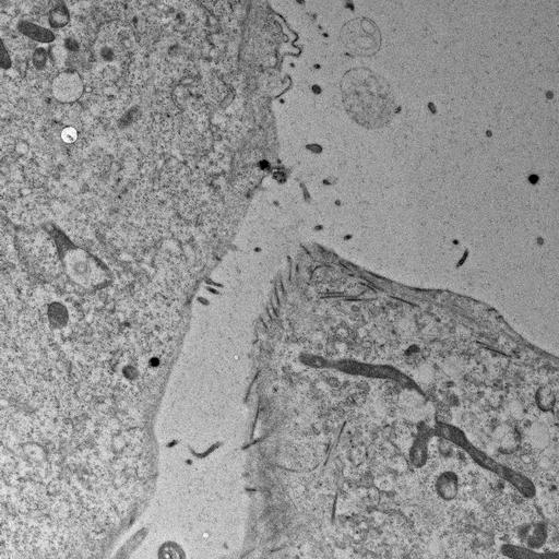  NCBI Organism:, ; Cell Types:; Cell Components:;