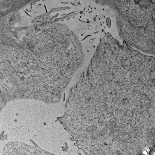  NCBI Organism:, ; Cell Types:; Cell Components:;