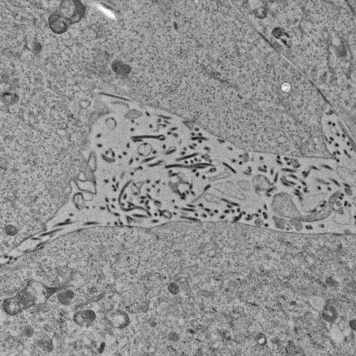  NCBI Organism:, ; Cell Types:; Cell Components:;