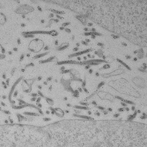  NCBI Organism:, ; Cell Types:; Cell Components:;