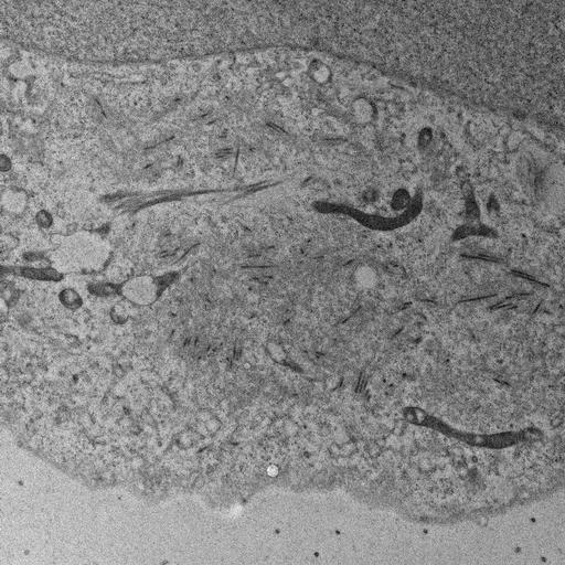  NCBI Organism:, ; Cell Types:; Cell Components:;