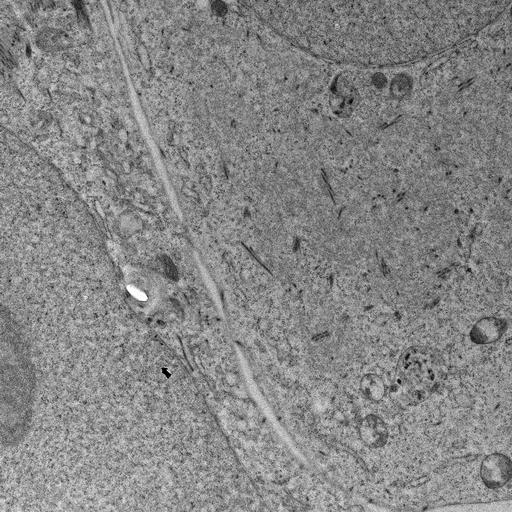  NCBI Organism:, ; Cell Types:; Cell Components:;