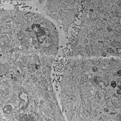  NCBI Organism:, ; Cell Types:; Cell Components:;