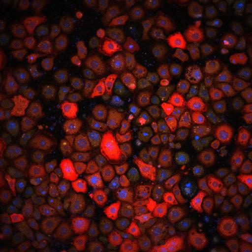  NCBI Organism:Drosophila melanogaster, ; Cell Types:; Cell Components:, , ; Biological process:, ;