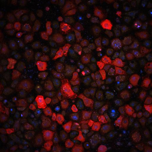  NCBI Organism:Drosophila melanogaster, ; Cell Types:; Cell Components:, , ; Biological process:, , ;