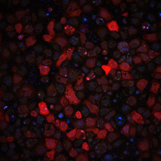  NCBI Organism:Drosophila melanogaster, ; Cell Types:; Cell Components:, , ; Biological process:, , ;