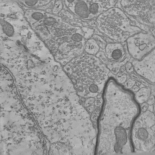  NCBI Organism:, ; Cell Types:neuron; Cell Components:, , ;