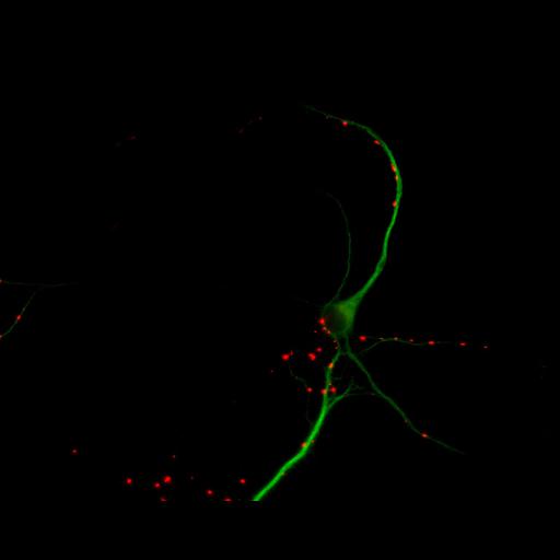  NCBI Organism:Rattus; Cell Types:multipolar neuron Cell Components:cytoskeleton, microtubule cytoskeleton, dendrite, synapse part, synaptic vesicle; Biological process:neuron development, dendrite development, protein localization to synapse, establishment of cell polarity;