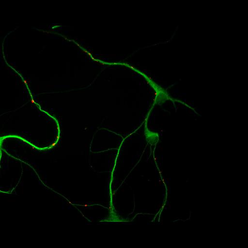  NCBI Organism:Rattus; Cell Types:multipolar neuron Cell Components:cytoskeleton, microtubule cytoskeleton, dendrite, synapse part, synaptic vesicle; Biological process:neuron development, dendrite development, protein localization to synapse, establishment of cell polarity;