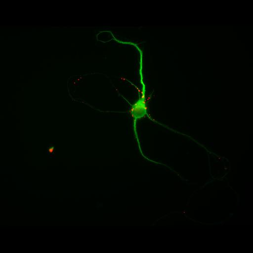  NCBI Organism:Rattus; Cell Types:multipolar neuron Cell Components:cytoskeleton, microtubule cytoskeleton, dendrite, synapse part, synaptic vesicle; Biological process:neuron development, dendrite development, protein localization to synapse, establishment of cell polarity;