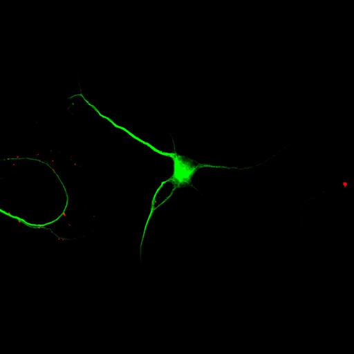  NCBI Organism:Rattus; Cell Types:multipolar neuron Cell Components:cytoskeleton, microtubule cytoskeleton, dendrite, synapse part, synaptic vesicle; Biological process:neuron development, dendrite development, protein localization to synapse, establishment of cell polarity;