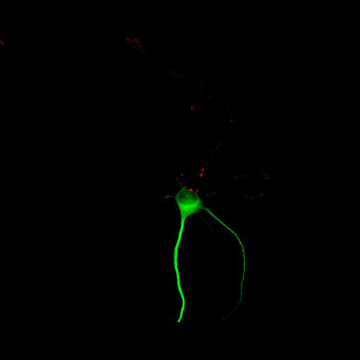  NCBI Organism:Rattus; Cell Types:multipolar neuron Cell Components:cytoskeleton, microtubule cytoskeleton, dendrite, synapse part, synaptic vesicle; Biological process:neuron development, dendrite development, protein localization to synapse, establishment of cell polarity;