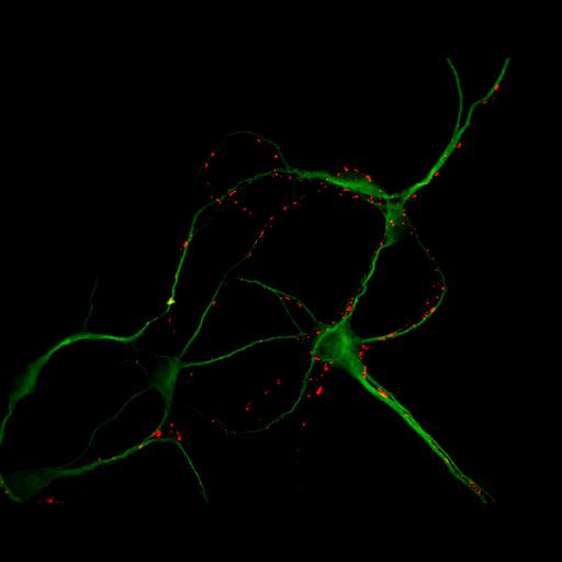  NCBI Organism:Rattus; Cell Types:multipolar neuron Cell Components:cytoskeleton, microtubule cytoskeleton, dendrite, synapse part, synaptic vesicle; Biological process:neuron development, dendrite development, protein localization to synapse, establishment of cell polarity;