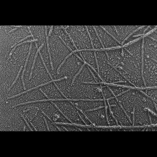  NCBI Organism:Oryctolagus cuniculus; Cell Types:skeletal muscle cell Cell Components:cytoskeleton Biological process:skeletal muscle contraction