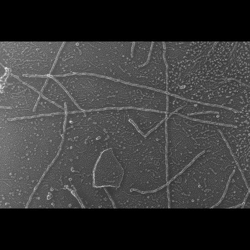  NCBI Organism:Oryctolagus cuniculus; Cell Types:skeletal muscle cell Cell Components:cytoskeleton Biological process:skeletal muscle contraction