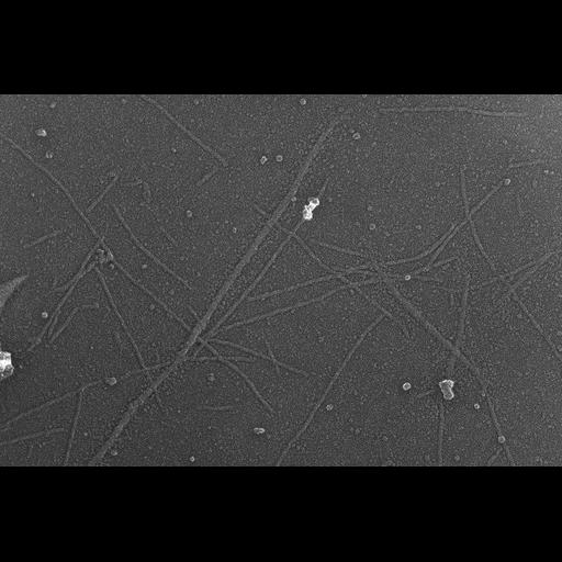  NCBI Organism:Oryctolagus cuniculus; Cell Types:skeletal muscle cell Cell Components:cytoskeleton Biological process:skeletal muscle contraction