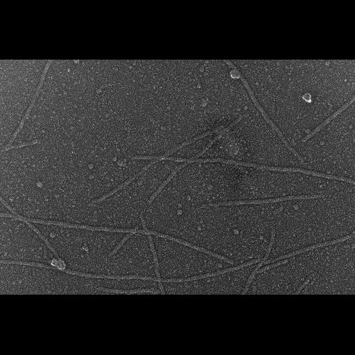  NCBI Organism:Oryctolagus cuniculus; Cell Types:skeletal muscle cell Cell Components:cytoskeleton Biological process:skeletal muscle contraction